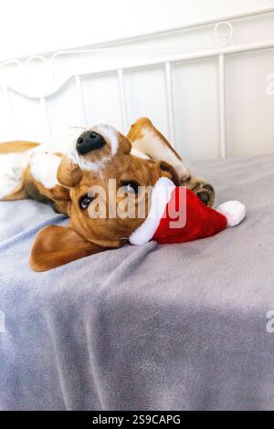Cane Beagle nel cappello di babbo natale Foto Stock
