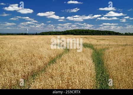 Regno Unito, South Yorkshire, Doncaster, Field of Oats and Wind Turbines vicino a Hooton Pagnell. Foto Stock