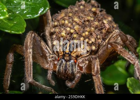 Una madre di molti. Un ragno lupo Rabid (rabidosa rabida) porta centinaia di bambini sulla schiena. Foto Stock