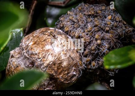 I piccoli ragni di lupo Rabid (rabidosa rabida) emergono dal sacco delle uova. Foto Stock
