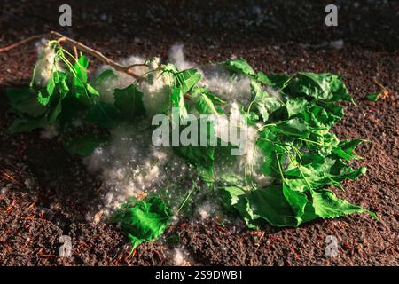 Foglie verdi cadute e lanugine di pioppo bianco sulla superficie del terreno. Contrasto tra le foglie verdi vibranti e la lanugine bianca contro il terreno scuro ma Foto Stock