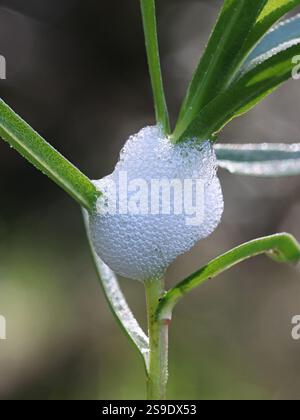 Philaenus spumarius, la rana del prato o la spittlebug del prato, larva nel nido di schiuma Foto Stock