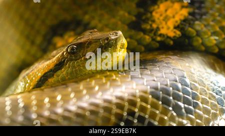 Serpente anaconda verde che riposa sulle sue bobine nella giungla Foto Stock