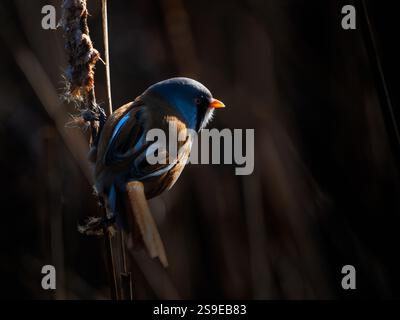Bearded Reedling male arroccato nella luce dorata Foto Stock