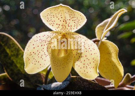 Vista ravvicinata delle specie di orchidee pantofole retroilluminate paphiopedilum in vaso con fiori gialli luminosi che fioriscono all'aperto Foto Stock