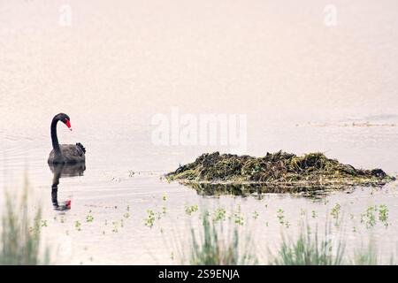 Cigno nero, cygnus atratus, sul lago vicino al nido, mattina presto, toni rosa, Australia Foto Stock