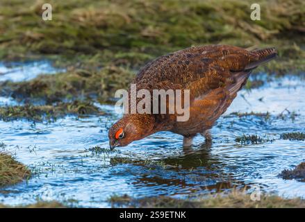Red Grouse, nome scientifico Lagopus Lagopus. Maschio Red Grouse in inverno, con la testa giù e acqua potabile da un torrente ghiacciato a Swaledale, Yorkshire Foto Stock