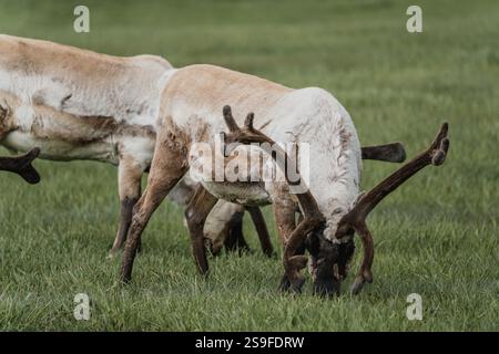 Primo piano di renne che pascolano su lussureggianti praterie verdi nell'Islanda orientale. Foto Stock