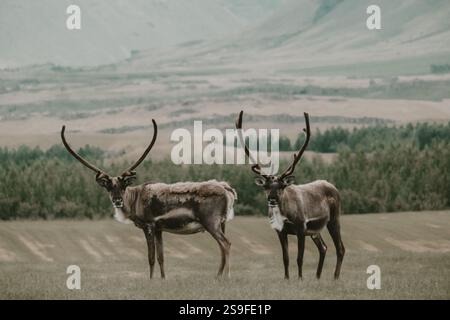 Due renne con maestose corna che pascolano nei lussureggianti paesaggi dell'Islanda orientale. Foto Stock