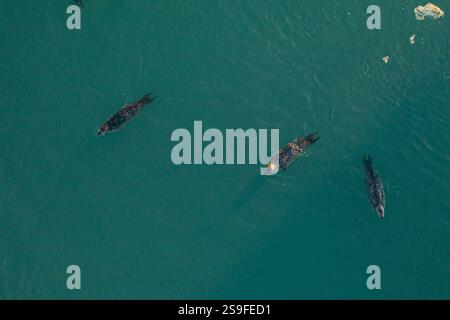 Tre foche del porto nuotano nelle acque turchesi della laguna del ghiacciaio Jökulsárlón, nel sud-est dell'Islanda. Foto Stock