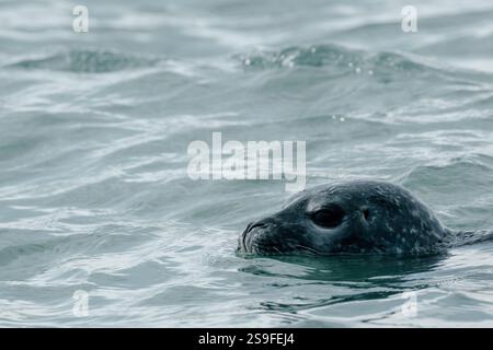 Primo piano di una foca del porto che nuota nelle acque della laguna del ghiacciaio di Jökulsárlón, nel sud-est dell'Islanda. Foto Stock