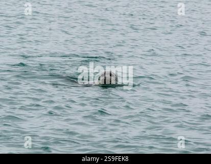 Primo piano di una foca del porto che nuota nelle acque della laguna del ghiacciaio di Jökulsárlón, nel sud-est dell'Islanda. Foto Stock
