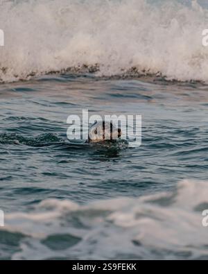Una foca portuale che nuota nelle dinamiche acque glaciali di Jökulsárlón, nel sud-est dell'Islanda, circondata dalle onde. Foto Stock