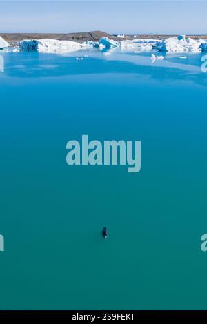 Vista aerea di una foca del porto che nuota nelle acque turchesi di Jökulsárlón, Islanda sudorientale. Foto Stock