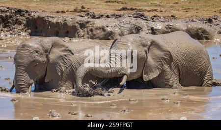 Coppia di elefanti africani che sguazzano nella fossa fangosa dell'Addo Elephant Park, Sudafrica Foto Stock