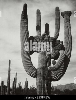 Vista del cactus e dell'area circostante "Saguaros, Saguaro National Monument", Arizona. Fotografo: Adams, Ansel, 1902-1984. Foto Stock