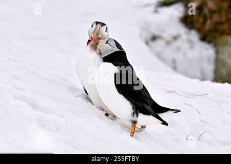 Puffins affetto primaverile Foto Stock