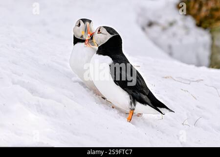 Puffins affetto primaverile Foto Stock