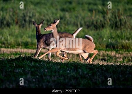 Cervi dalla coda bianca in fuga al crepuscolo Foto Stock