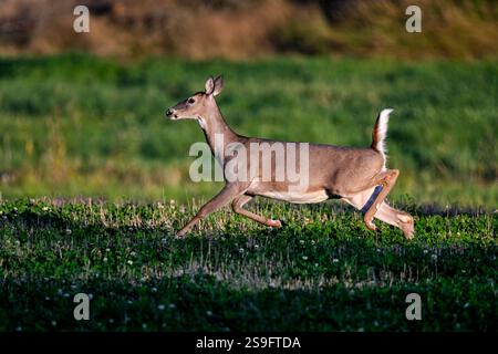 Cervi dalla coda bianca in fuga al crepuscolo Foto Stock