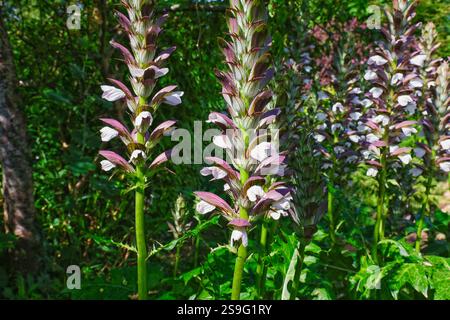 Acanto spinosus, Orso's Breeches in primo piano Foto Stock