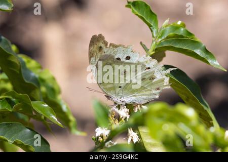 Bella foresta o madreperla comune (Protogoniomorpha parhassus) su fiori bianchi di pianta di caffè nel giardino di Arusha alloggio Tanzania a est Foto Stock