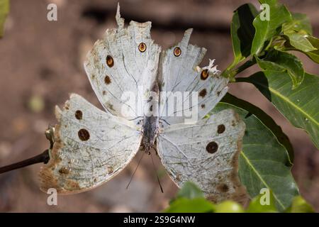 Bella foresta o madreperla comune (Protogoniomorpha parhassus) su fiori bianchi di pianta di caffè nel giardino di Arusha alloggio Tanzania a est Foto Stock