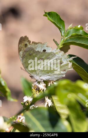 Bella foresta o madreperla comune (Protogoniomorpha parhassus) su fiori bianchi di pianta di caffè nel giardino di Arusha alloggio Tanzania a est Foto Stock
