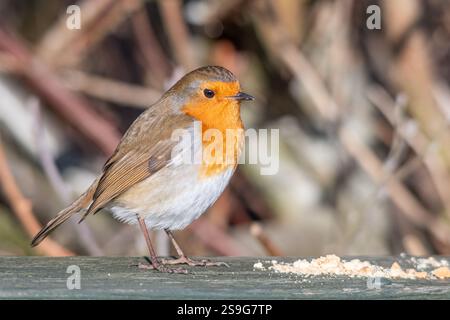 robin europeo (erithacus rubecula) in procinto di mangiare briciole, Inghilterra, Regno Unito, durante l'inverno. Dare da mangiare agli uccelli in giardino Foto Stock