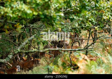 Cervi rossi ruggiti in una foresta reale Foto Stock