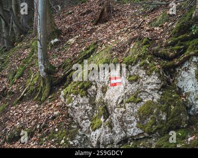 Un sentiero nella foresta contrassegnato da un simbolo di bandiera austriaca dipinto su una roccia coperta di muschio. La scena presenta alberi, foglie cadute e un'eleme nel bosco naturale Foto Stock