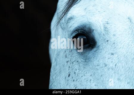 Ritratto stretto dell'occhio di un cavallo pallido o bianco. Molto spazio aperto nero a sinistra. Faccia bianca con occhio marrone. WHISP di capelli neri sopra l'occhio. Foto Stock