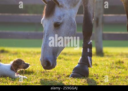 Un piccolo cucciolo bianco con una testa marrone gioca con un grande cavallo bianco mentre il cavallo ha la testa abbassata per nutrirsi. Inquadratura stretta sulla testa del cavallo. Foto Stock