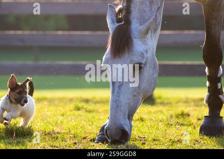 Un piccolo cucciolo bianco con una testa marrone gioca con un grande cavallo bianco mentre il cavallo ha la testa abbassata per nutrirsi. Inquadratura stretta sulla testa del cavallo. Foto Stock