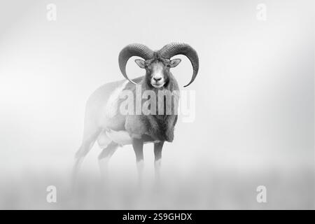 Il moufflon esce dalla nebbia su uno sfondo chiaro, foto in bianco e nero Foto Stock
