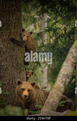Famiglia di orsi bruni in Slovenia Foto Stock