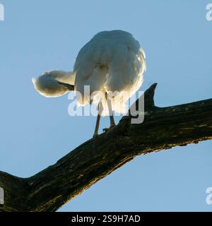 Piccola Egret (Egretta garzetta) che si infila in un albero nell'Inghilterra meridionale Foto Stock