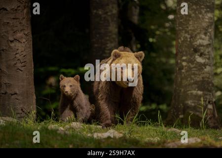 Famiglia di orsi bruni in Slovenia Foto Stock