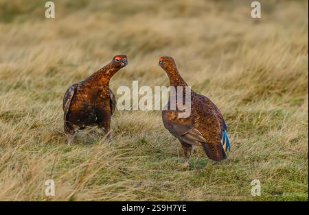 Red Grouse, nome scientifico Lagopus Lagopus. Due maschi Red Grouse in inverno, che si radunano per stabilire il territorio prima dell'inizio della stagione riproduttiva. Foto Stock