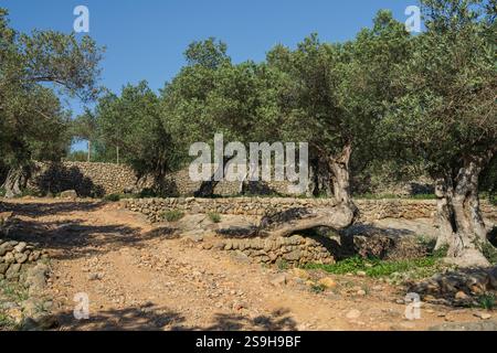 Rustica strada sterrata che si snoda attraverso una piantagione di ulivi sull'isola di Maiorca, Spagna. Circondato da ulivi secolari Foto Stock