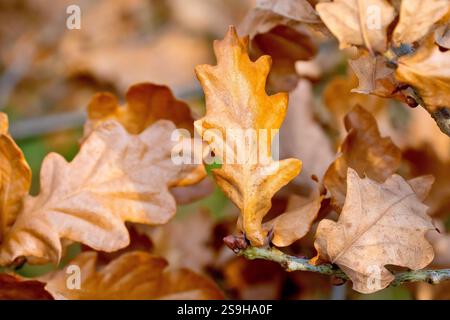 Quercia inglese o Pedunculate (quercus robur), da vicino che mostra le foglie autunnali dell'albero trattenute sui rami durante l'inverno. Foto Stock