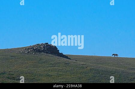 Cavallo di Przewalski (Equus ferus przewalskii) noto anche come takhi dal Parco Nazionale di Hustai, Mongolia Foto Stock
