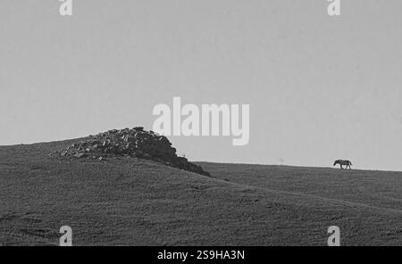 Cavallo di Przewalski (Equus ferus przewalskii) noto anche come takhi dal Parco Nazionale di Hustai, Mongolia Foto Stock