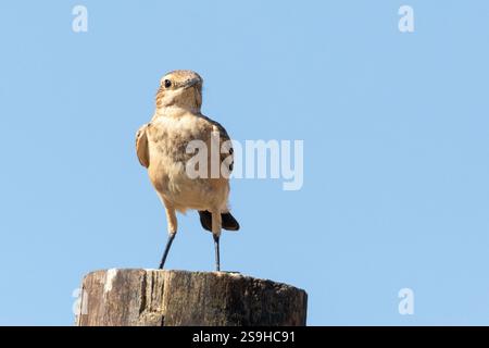 Wheatear (Oenanthe pileata) giovani Swellendam, Capo Occidentale, Sud Africa su palo da recinzione Foto Stock
