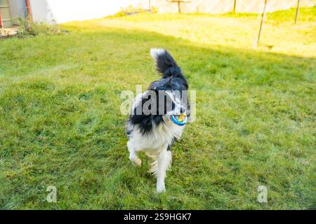 Collie a bordo bianco e nero che corre su un prato verde con una palla in bocca. La vita con un cane. animali domestici e cura. Foto di alta qualità Foto Stock