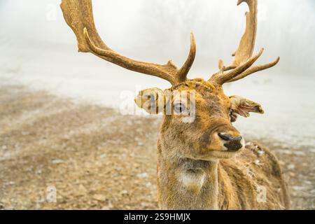 Doppia esposizione di un ritratto di un cervo rosso e di un bellissimo paesaggio forestale invernale nebbioso. Foto di alta qualità Foto Stock