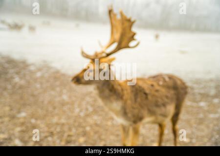 Doppia esposizione di un ritratto di un cervo rosso e di un bellissimo paesaggio forestale invernale nebbioso. Foto di alta qualità Foto Stock