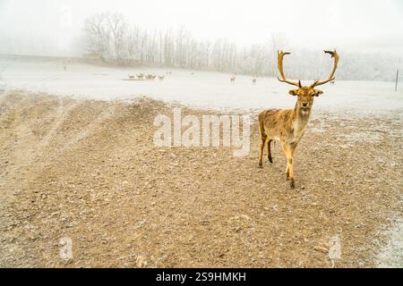 Doppia esposizione di un ritratto di un cervo rosso e di un bellissimo paesaggio forestale invernale nebbioso. Foto di alta qualità Foto Stock