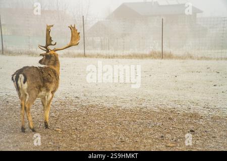 Doppia esposizione di un ritratto di un cervo rosso e di un bellissimo paesaggio forestale invernale nebbioso. Foto di alta qualità Foto Stock