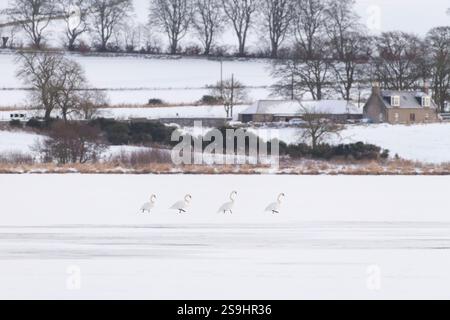 Un gruppo di quattro cigni muti (Cygnus olor) che camminano in linea sul ghiaccio coperto di neve sul lago di Skene nell'Aberdeenshire Foto Stock